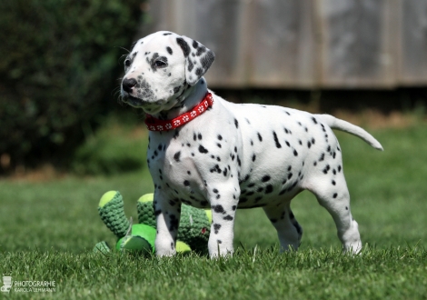 Female, colour white - black (collar red)