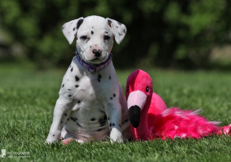 Female, colour white - black (collar purple)