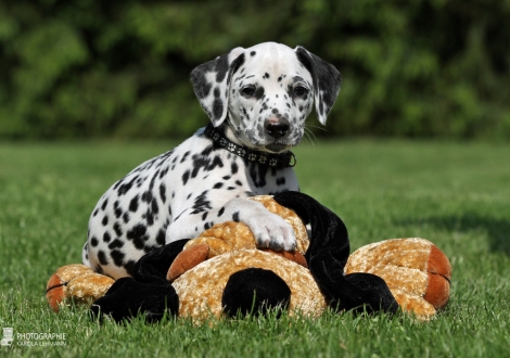 Christi ORMOND Englands Excalibur - Male, colour white - black (collar black)