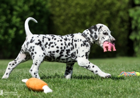 Christi ORMOND Englands Excalibur - Male, colour white - black (collar black)