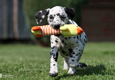 Christi ORMOND Extraordinary Edition - Male, colour white - black (collar yellow)