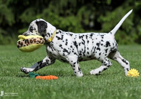 Christi ORMOND Extraordinary Edition - Male, colour white - black (collar yellow)