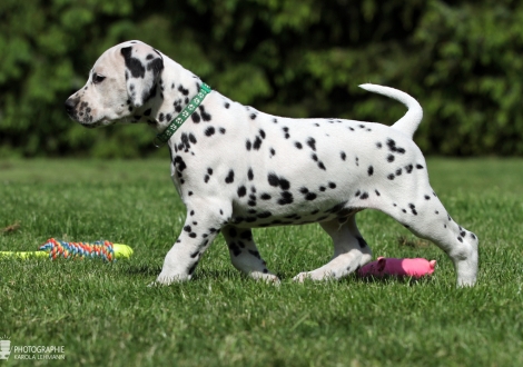 Christi ORMOND Evergreen Emerald - Male, colour white - black (collar green)