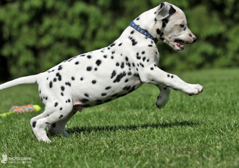 Christi ORMOND Easter Egg - Male, colour white - black (collar blue)