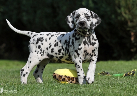 Christi ORMOND Easy Energy - Female, colour white - black (collar light pink)