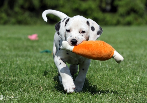 Christi ORMOND Enchanting Everly - Female, colour white - black (collar orange)