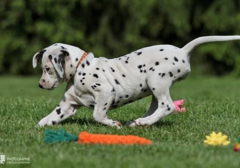 Christi ORMOND Enchanting Everly - Female, colour white - black (collar orange)