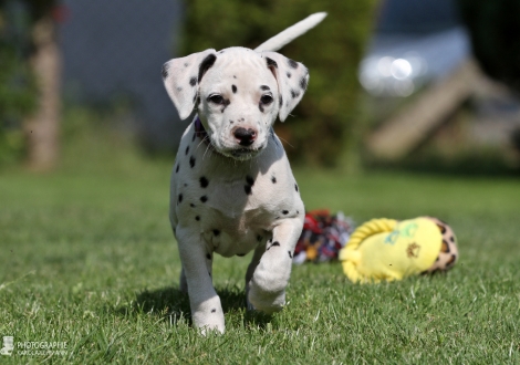 Christi ORMOND Enjoy Everything - Female, colour white - black (collar purple)