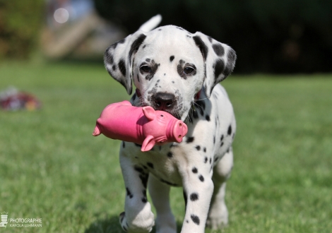 Christi ORMOND Endless Elegance - Female, colour white - black (collar pink)