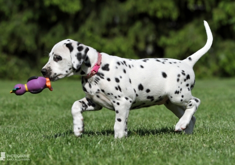 Christi ORMOND Endless Elegance - Female, colour white - black (collar pink)