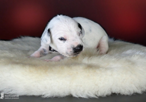 Male, colour white - black (collar green)