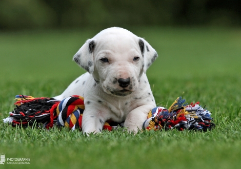 Male, colour white - black (collar blue)