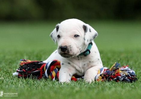 Male, colour white - black (collar blue)