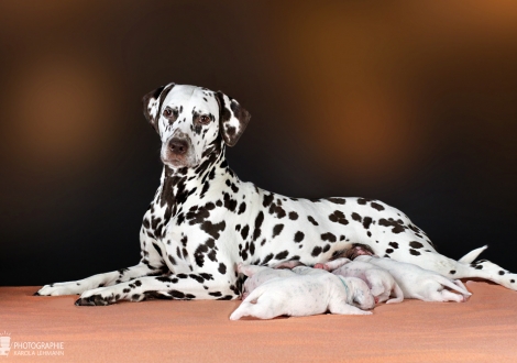 Dalmatian Dream for ORMOND vom Teutoburger Wald (genannt Mocha Junior) mit ihrem Christi ORMOND GG - Wurf 1. Lebenswoche