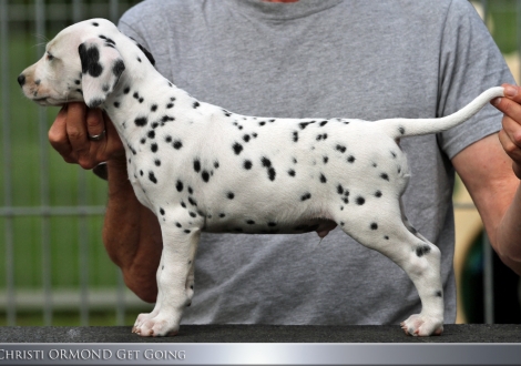 Christi ORMOND Get Going - Male | colour white - black (collar light green)