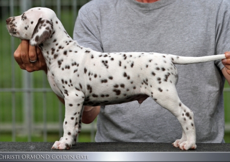 Christi ORMOND Golden Gate - Male | colour white - black (collar dark green)