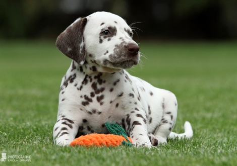 Christi ORMOND Gentle Gladiator - Male | colour white - liver (collar black)