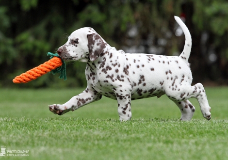 Christi ORMOND Gentle Gladiator - Male | colour white - liver (collar black)