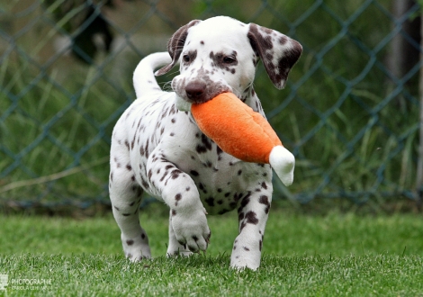 Christi ORMOND Gentle Gladiator - Male | colour white - liver (collar black)