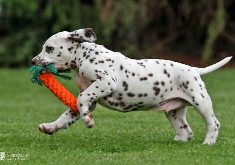 Christi ORMOND Golden Gate - Male | colour white - black (collar dark green)