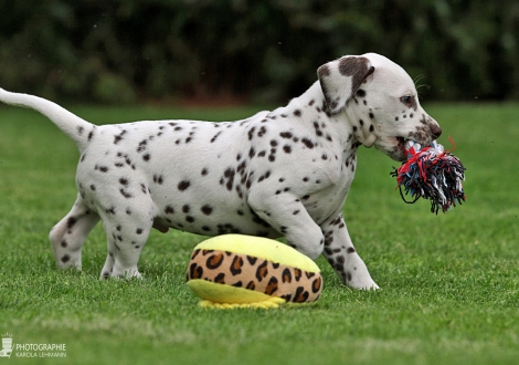 Christi ORMOND Golden Gate - Male | colour white - black (collar dark green)