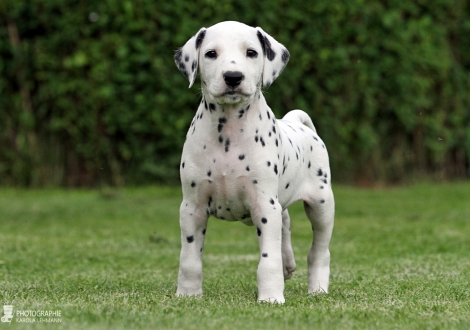 Christi ORMOND Get Going - Male | colour white - black (collar light green)