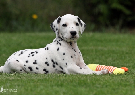 Christi ORMOND Get Going - Male | colour white - black (collar light green)