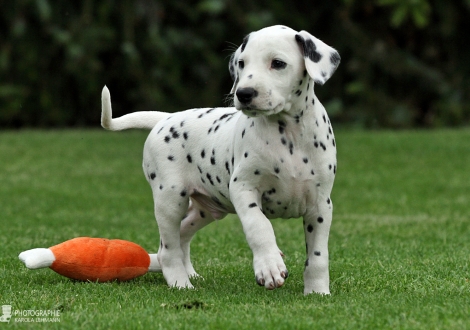 Christi ORMOND Get Going - Male | colour white - black (collar light green)