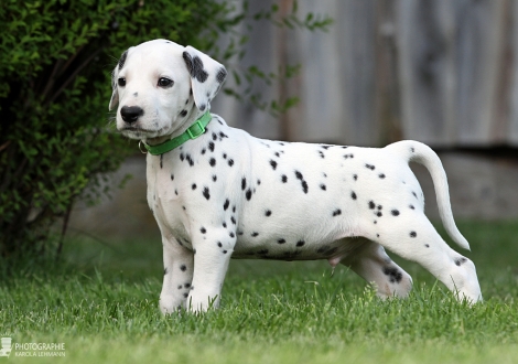 Male | colour white - black (collar light green)
