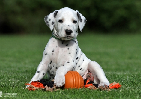 Male | colour white - black (collar light green)