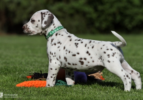 Male | colour white - black (collar dark green)