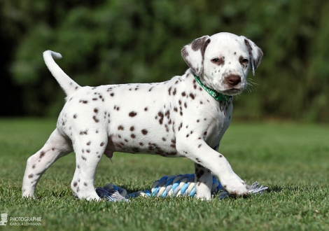 Male | colour white - black (collar dark green)