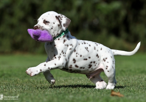 Male | colour white - black (collar dark green)
