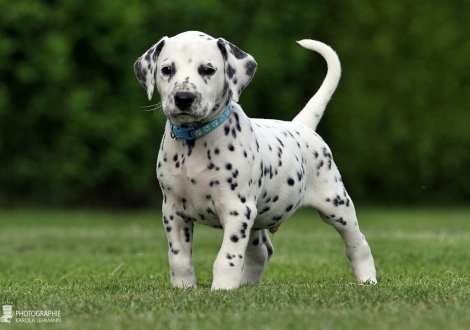 Male | colour white - black (collar light blue)