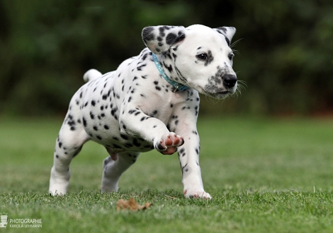 Male | colour white - black (collar light blue)