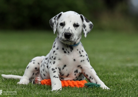 Male | colour white - black (collar light blue)