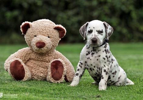 Male | colour white - liver (collar black)