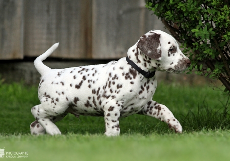Male | colour white - liver (collar black)