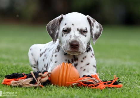 Male | colour white - liver (collar black)