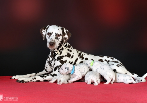 Dalmatian Dream for ORMOND vom Teutoburger Wald (called Mocha Junior) with her Christi ORMOND GG - Litter 2nd week of life