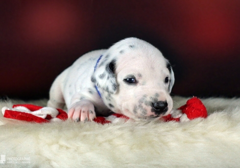 Male | colour white - black (collar dark blue)