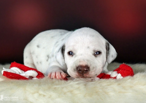 Male | colour white - black (collar dark green)