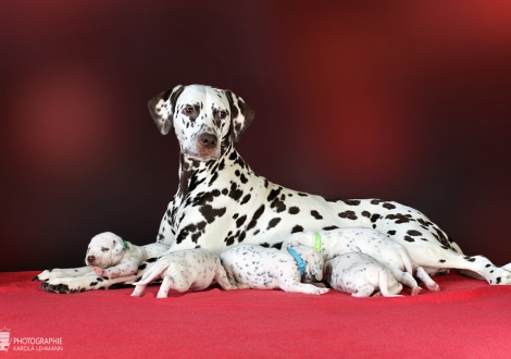 Dalmatian Dream for ORMOND vom Teutoburger Wald (called Mocha Junior) with her Christi ORMOND GG - Litter 2nd week of life