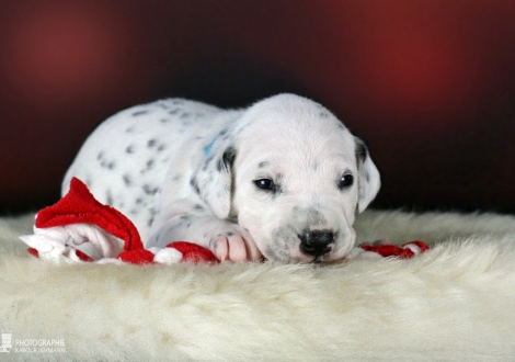 Male | colour white - black (collar light blue)