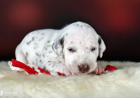 Male | colour white - liver (collar black)