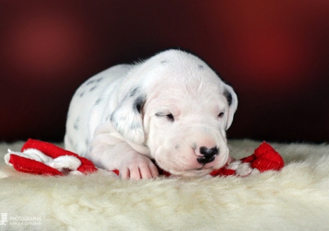 Male | colour white - black (collar light green)