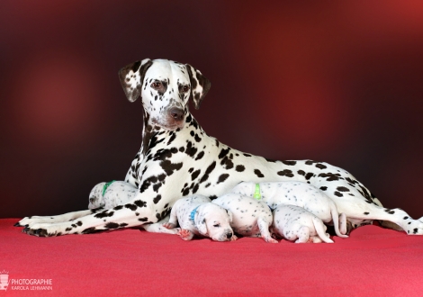 Dalmatian Dream for ORMOND vom Teutoburger Wald (called Mocha Junior) with her Christi ORMOND GG - Litter 2nd week of life