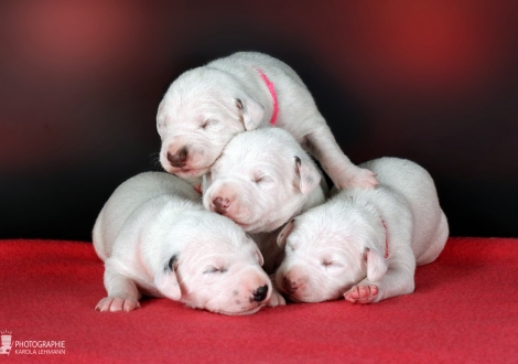 Christi ORMOND HH - Wurf 1. Lebenswoche