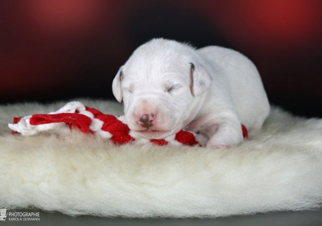 Rüde | Farbschlag weiss - braun (Halsband Blau)