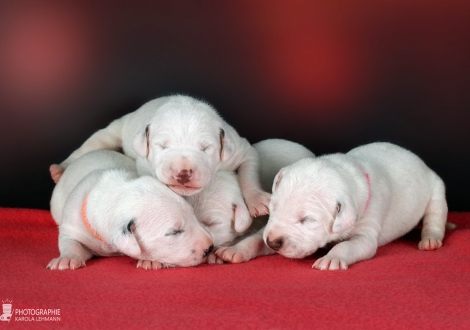 Christi ORMOND HH - Wurf 1. Lebenswoche